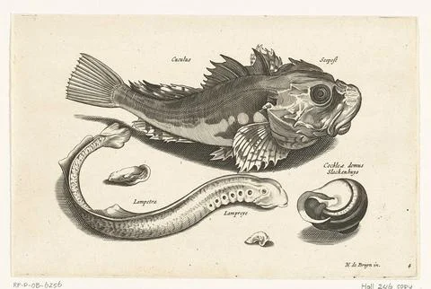 Austrian Museums, 17th-20th ct, Poon, puncture and salad; Libelivs variable Stock-Fotos