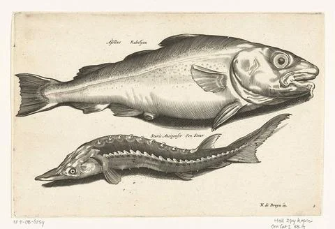 Austrian Museums, 17th-20th ct, Cod and sturgeon; Libelivs variable genera Stock Photos