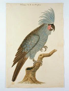 Austrian Museums, 17th-20th ct, Blue Parrot With Crest. Bird study: blue parrot Stock Photos