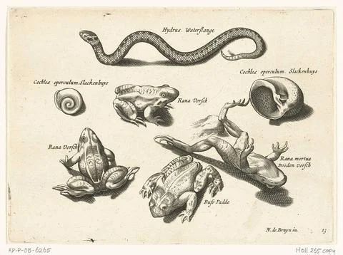 Austrian Museums, 17th-20th ct, Water hose, frogs and toads; Libelivs variable 스톡 사진