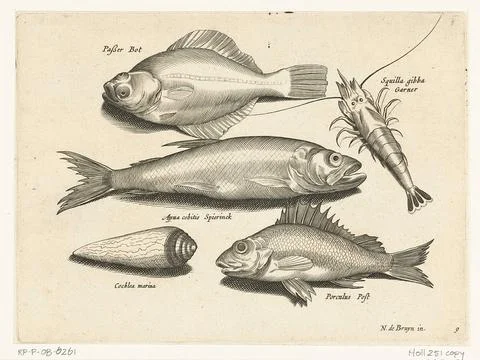 Austrian Museums, 17th-20th ct, Bone, shrimp, smelt and pos; Libelivs variable Fotos de archivo