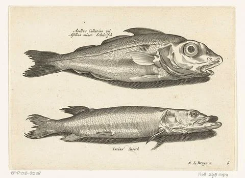 Austrian Museums, 17th-20th ct, Haddock and pike; Libelivs variable genera 스톡 사진