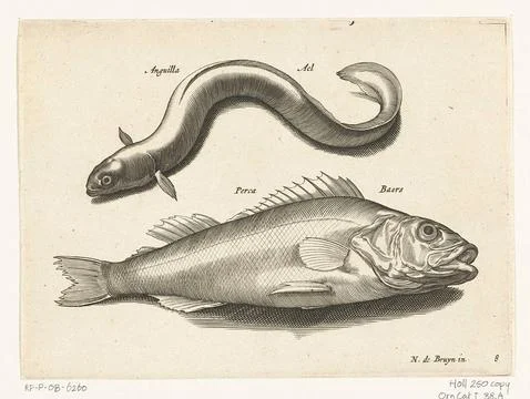 Austrian Museums, 17th-20th ct, Ale and Baars; Libelivs variable genera piscium Stock-Fotos