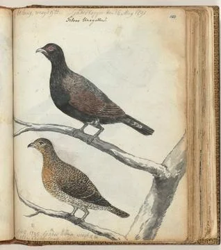 Austrian Museums, 17th-20th ct, Swedish birds. Color drawing of a norghine and a Stock Photos