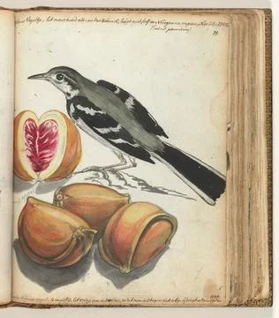 Austrian Museums, 17th-20th ct, Wagtail with fruit. Color drawing of a small Stock Photos