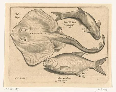 Austrian Museums, 17th-20th ct, Rog, bream and whitefish; Libelivs variable Stock-Fotos