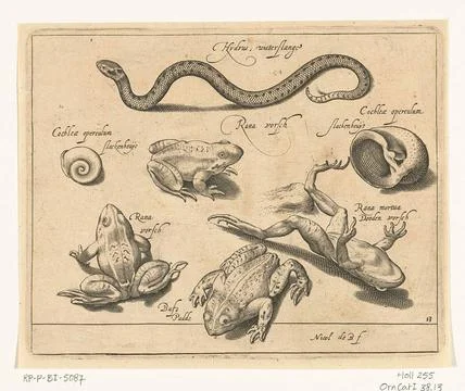 Austrian Museums, 17th-20th ct, Water hose, frogs and toads; Libelivs variable Fotos de archivo