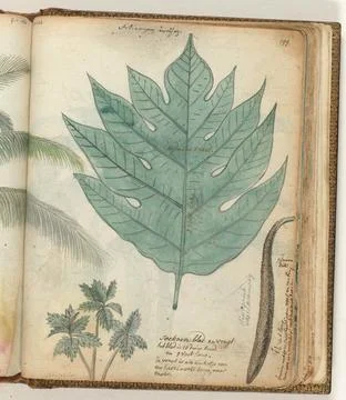 Austrian Museums, 17th-20th ct, Soekoen leaf and fruit. Color drawing of the Stock Photos