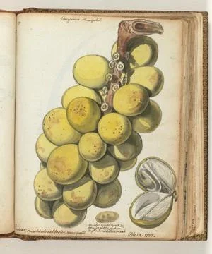 Austrian Museums, 17th-20th ct, Lanssat, an East Indian fruit. Color drawing of Stock Photos