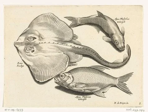 Austrian Museums, 17th-20th ct, Rog, bream and whitefish; Libelivs variable Fotos de archivo
