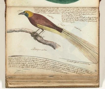 Austrian Museums, 17th-20th ct, Bird of Paradise. Color drawing of a bird of Stock Photos
