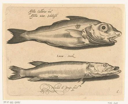 Austrian Museums, 17th-20th ct, Haddock and pike; Libelivs variable genera Fotos de archivo