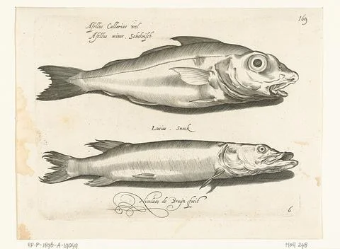 Austrian Museums, 17th-20th ct, Haddock and pike; Libelivs variable genera Fotos de archivo