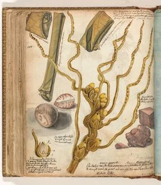 Austrian Museums, 17th-20th ct, Methods for making Sirih. Color drawing of Stock Photos