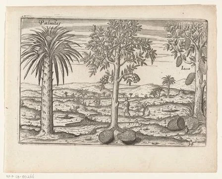 Austrian Museums, 17th-20th ct, Fruit trees and herbs on Java, 1596. Fruit trees Fotos de archivo