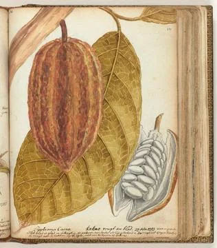 Austrian Museums, 17th-20th ct, Cocoa fruit and leaf. Color drawing of the cocoa Stock Photos