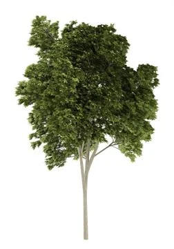 Austrian oak tree isolated on white background. 3d illustration Stock Illustration