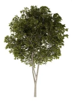 Austrian oak tree isolated on white background. 3d illustration Illustrazione stock