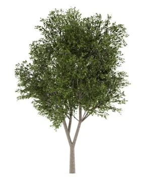 Austrian oak tree isolated on white background. 3d illustration Illustrazione stock