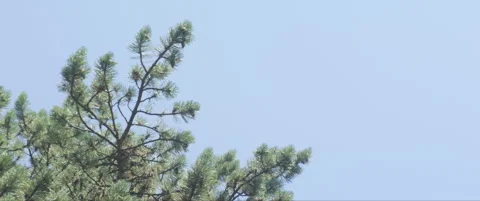 Austrian pine green branches against blue sky anamorphic 5.7K video Stock Footage 315505559