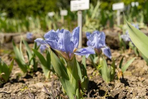 Austrian sky or Iris Barbata plant in Saint Gallen in Switzerland Stock Photos