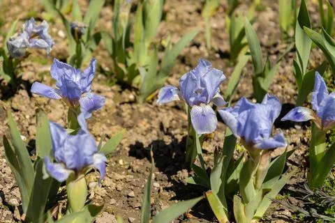 Austrian sky or Iris Barbata plant in Saint Gallen in Switzerland Stock Photos