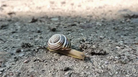 Austrian snail Caucasotachea vindobonensis Stock Footage 336598728