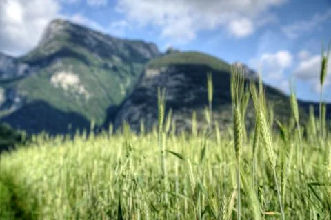 Austrian Wheat Stock Photos