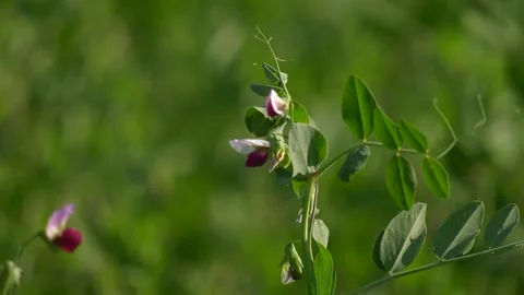 Austrian Winter Peas Bloom Tight Shot 스톡 동영상 321491691