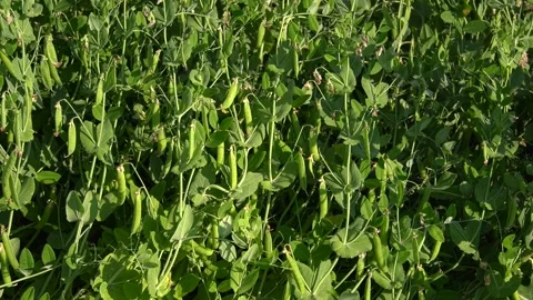 Austrian Winter Peas with Pods Stock Footage 321491858