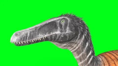 Austroraptor with green background Stock Illustration