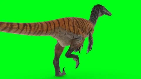 Austroraptor with green background Stock Illustration