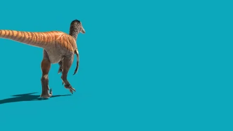 Austroraptor Walks Blue Screen Back Dinosaurs 3D Rendering Animation 4K Stock Footage 148829467