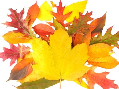 Autamn leaves on a white background Stock Photos