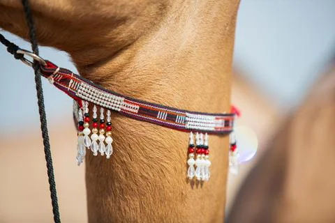 Authentic and beautiful camel neck Stock Photos