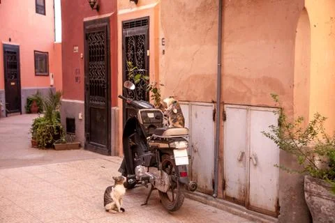 Authentic architecture of Morocco, cats Stock Photos
