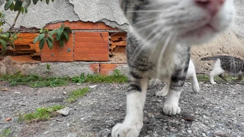 Authentic cats behavior. Curious Baby Kittens Approaching Camera Outdoors Close Stock Footage 337438749