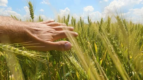 Authentic close-up of a man touching ears of wheat with his hand close-up Stock-Footage 197590148