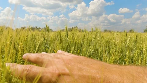 Authentic close-up of a man touching ears of wheat with his hand close-up Stock-Footage 197590213