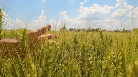 Authentic close-up of a man touching ears of wheat with his hand close-up 스톡 동영상 197590283