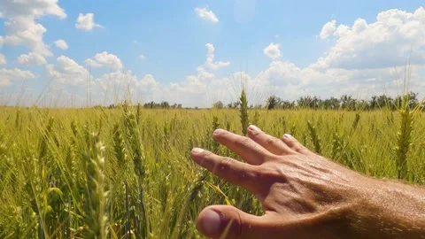 Authentic close-up of a man touching ears of wheat with his hand close-up Stock-Footage 197590324