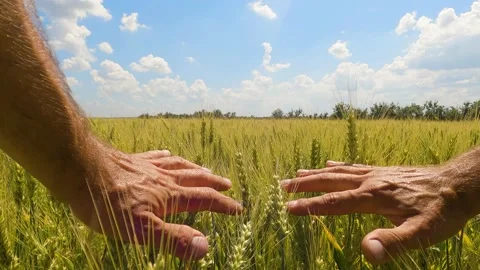 Authentic close-up of a man touching ears of wheat with his hand close-up Stock-Footage 197590345