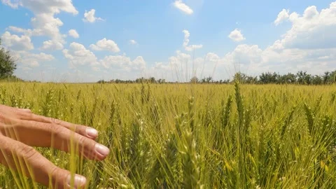Authentic close-up of a man touching ears of wheat with his hand close-up Stock-Footage 197590368