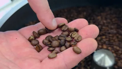 Authentic Close Up of Professional Roaster Operator Hand Holding Palmful of.. 스톡 동영상 332155537