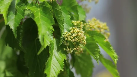 Authentic Close Up of Trees and Green Vegetation Moving in the Wind Stock-Footage 342966477
