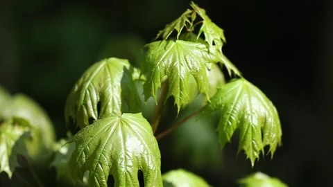 Authentic Close Up of Trees and Green Vegetation Moving in the Wind Stock Footage 342966484
