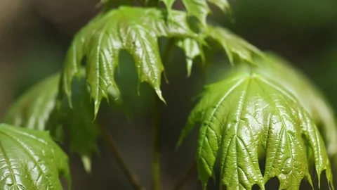 Authentic Close Up of Trees and Green Vegetation Moving in the Wind Stock Footage 342966485