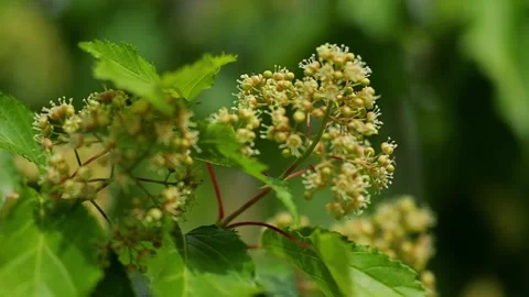 Authentic Close Up of Trees and Green Vegetation Moving in the Wind Stock-Footage 342966513