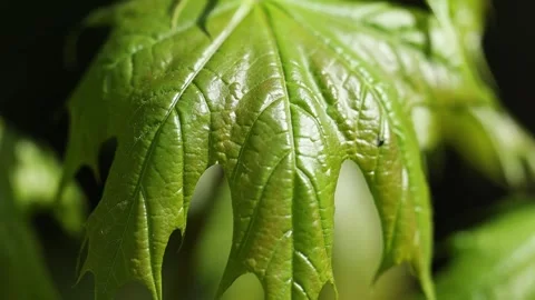 Authentic Close Up of Trees and Green Vegetation Moving in the Wind Stock Footage 342966549