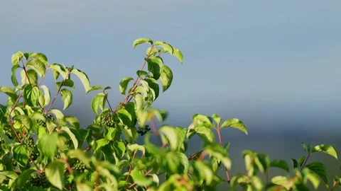 Authentic Close Up of Trees and Green Vegetation Moving in the Wind Stock Footage 342966812